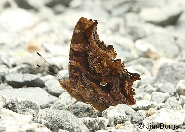Eastern Comma, North Carolina
