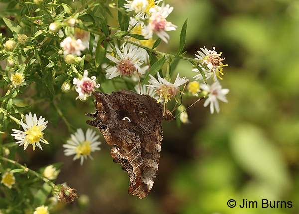 Eastern Comma underwing on Asters, Minnesota
