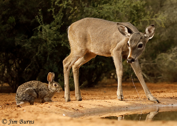 Eastern Cottontail drinking with a friend--8427