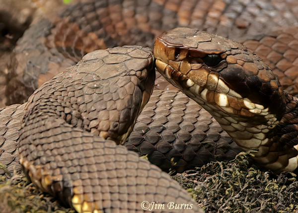 Eastern Cottonmouths--8674