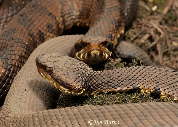 Eastern Cottonmouths--8676