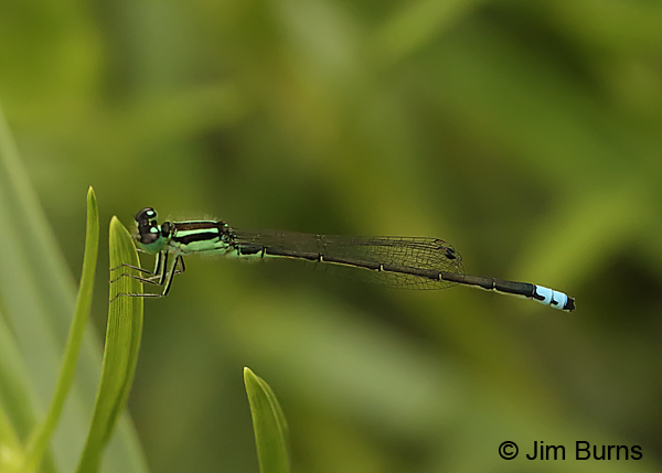Eastern Forktail male, Huntingdon Co., PA, June 2015