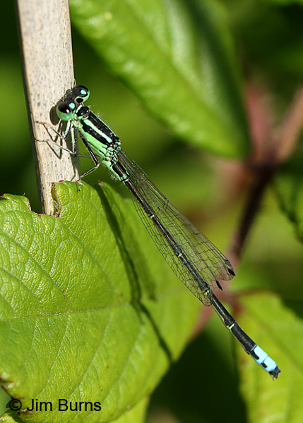 Eastern Forktail male, Ozaukee Co., WI, July 2017