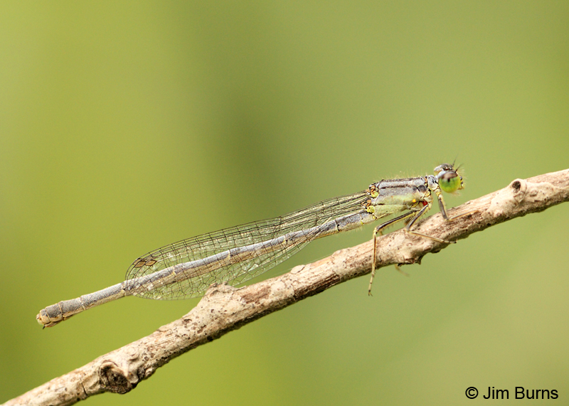 Eastern Forktail mature heteromorph female, Hennepin Co., MN, September 2011