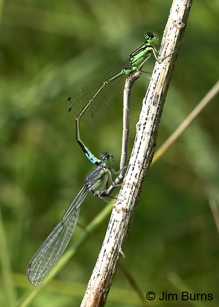 Eastern Forktail pair in wheel, Ozaukee Co., WI, July 2017