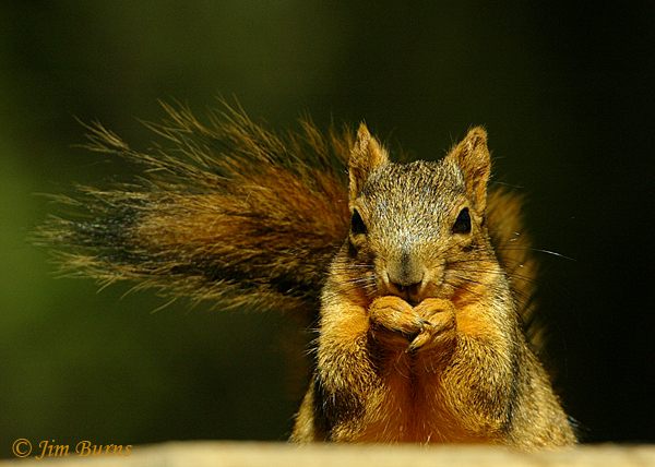 Eastern Fox Squirrel at feeder--4022