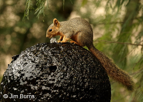 Eastern Fox Squirrel drinking at water bubbler