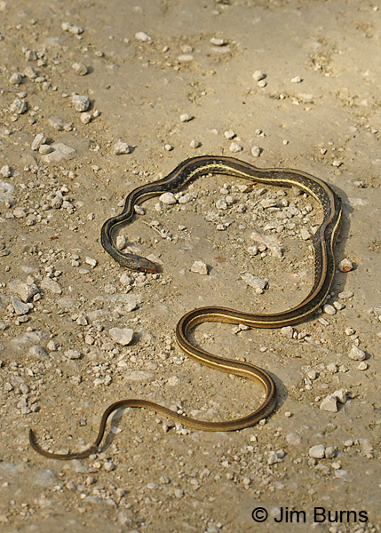 Eastern Garter Snake