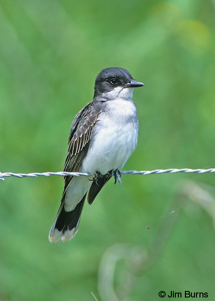 Eastern Kingbird ventral