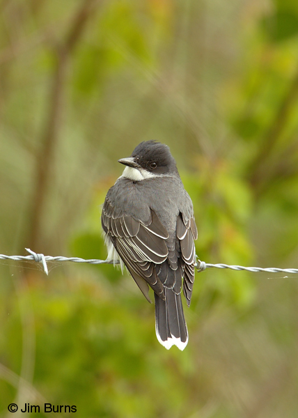 Eastern Kingbird dorsal