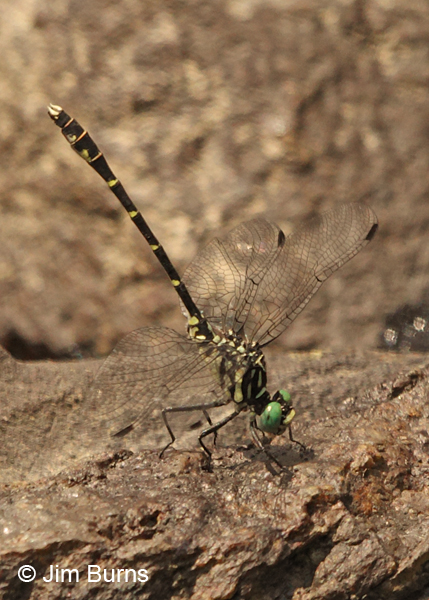 Eastern Least Clubtail male obelisking, Caledonia Co., VT, July 2014