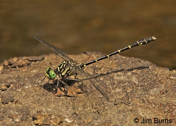 Eastern Least Clubtail male, Caledonia Co., VT, July 2014