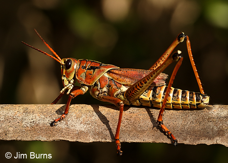 Eastern Lubber Grasshopper