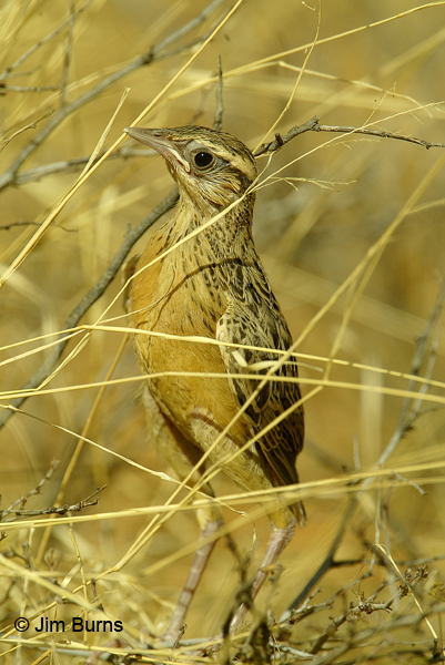 Chihuahuan Meadowlark fledgling