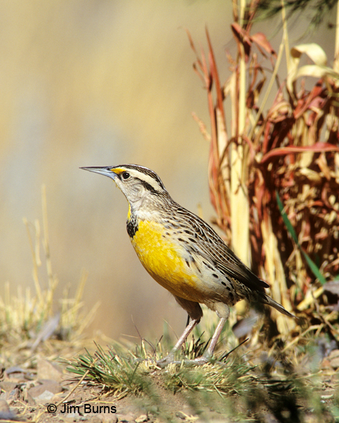 Chihuahuan Meadowlark lilianae side view showing bold head pattern