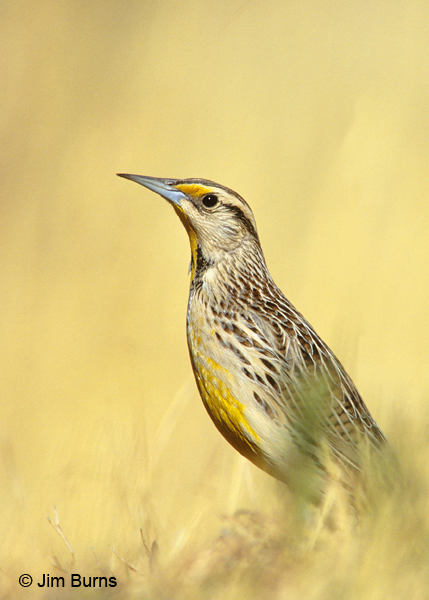 Chihuahuan Meadowlark lilianae