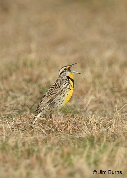 Chihuahuan Meadowlark male singing