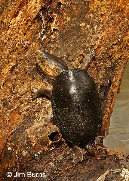 Eastern Mud Turtle
