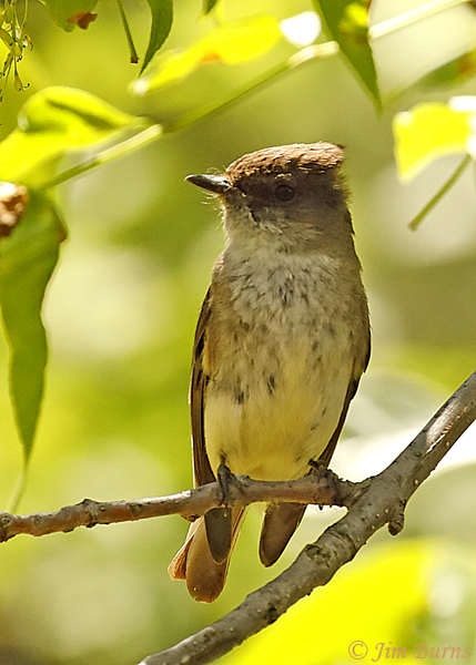 Eastern Phoebe juvenile--3550