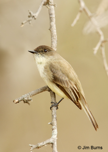Eastern Phoebe dorsal view