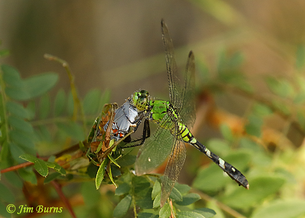 Eastern Pondhawk female eating a Gray Hairstreak, McCurtain Co., OK, August 2019--5490