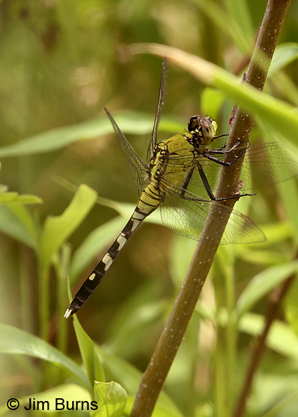 Eastern Pondhawk female, Mecklenburg Co., NC, May 2017
