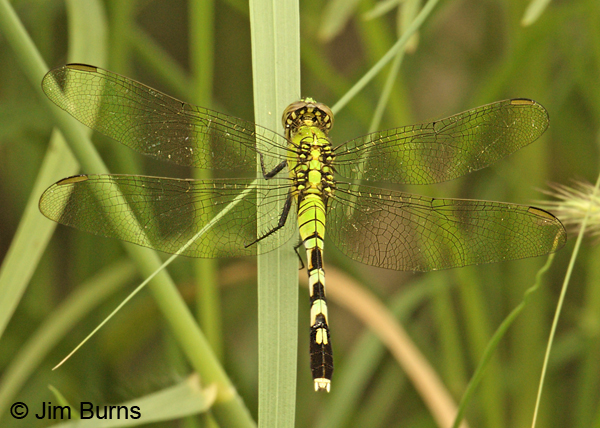 Eastern Pondhawk female dorsal view, UvaldeCo., TX, September 2012
