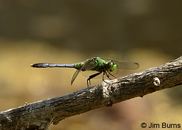 Eastern Pondhawk immature male, Kendall Co., IL, September 2017