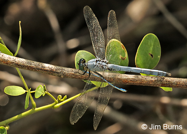 Eastern Pondhawk male eating Familiar Bluet, Hidalgo Co., TX, October 2016