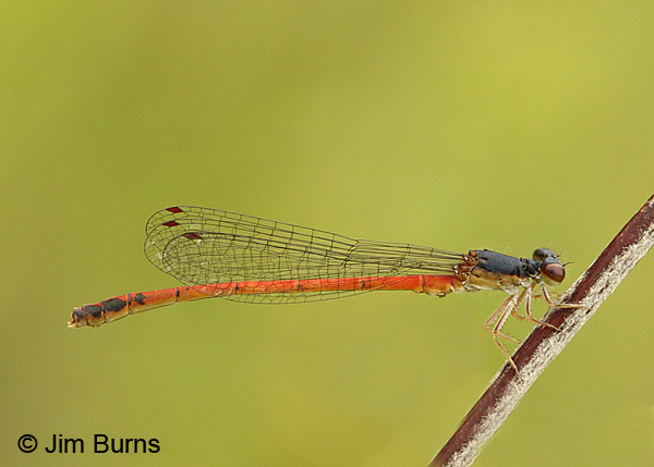 Eastern Red Damsel male 2, Huntingdon Co., PA, June 2015