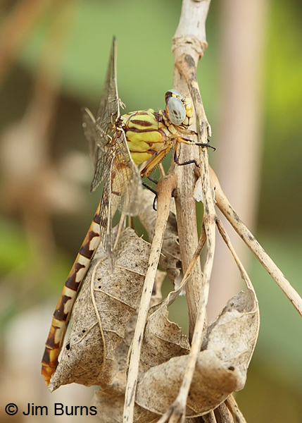Eastern Ringtail female, Gonzales Co., TX, August 2013