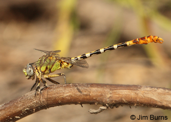 Eastern Ringtail male, Hidalgo Co., TX, May 2012