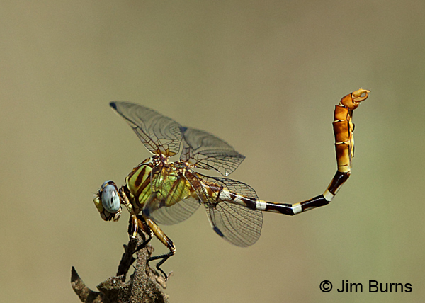 Eastern Ringtail male ab work, Travis Co., TX, August 2017
