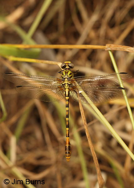 Eastern Ringtail male dorsal view, Travis Co., TX, May 2013
