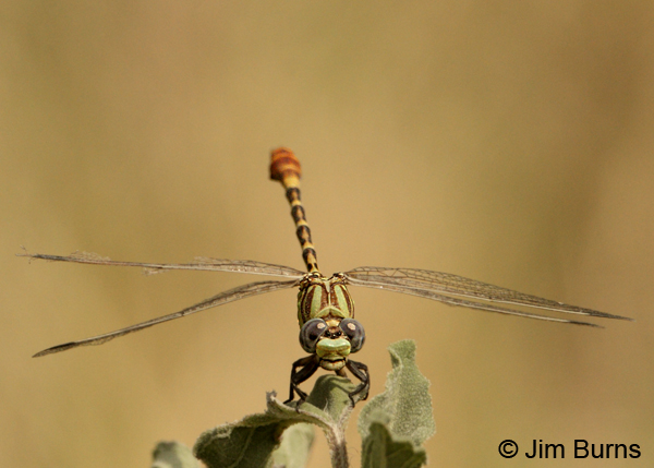 Eastern Ringtail male face shot, Hidalgo Co., TX, May 2012