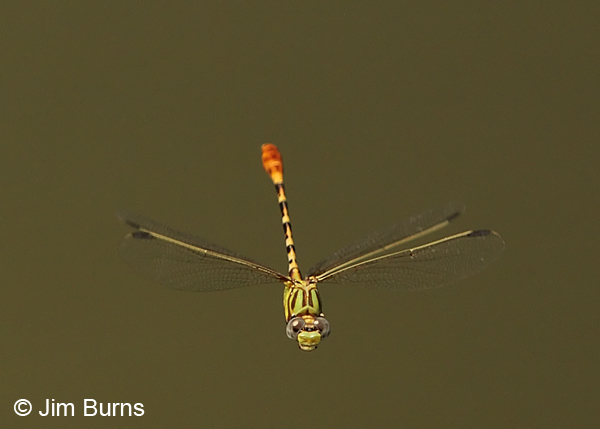 Eastern Ringtail male in flight horizontal, Gonzales Co., TX, August 2013
