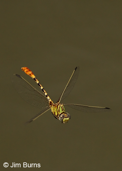 Eastern Ringtail male in flight, Gonzales Co., TX, August 2013