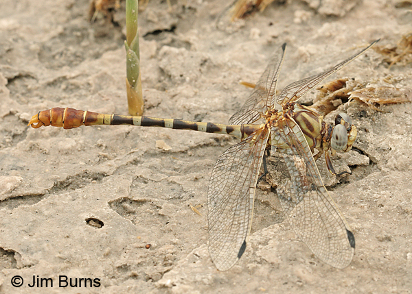 Eastern Ringtail southwestern male showing sharply downangled cerci, Chaves Co., NM, September 2014
