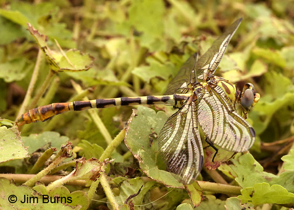 Eastern Ringtail teneral male, Goochland Co., VA, June 2017