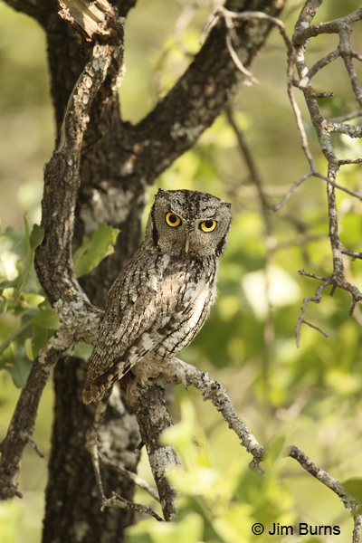 Eastern Screech-Owl cryptic coloration