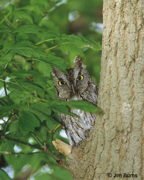 Eastern Screech-Owl