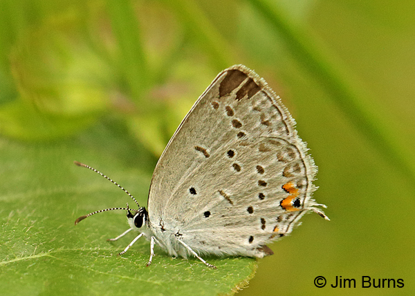 Eastern Tailed-Blue underwing, Arkansas