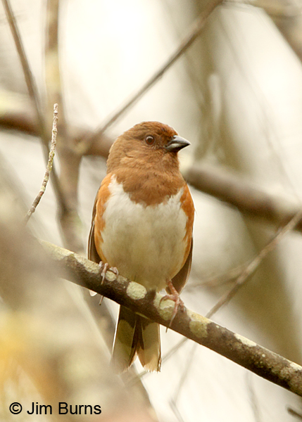 Eastern Towhee juvenile female