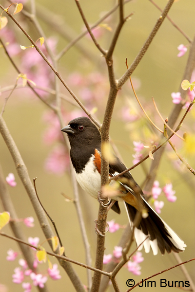 Eastern Towhee male in Redbud
