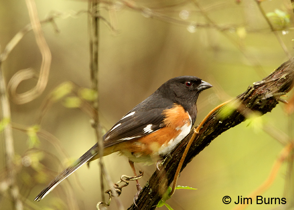 Eastern Towhee male in vine tangle