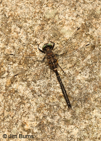 Ebony Boghunter male dorsal view, Sawyer Co., WI, June 2014