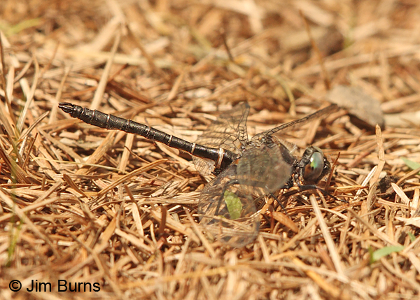 Ebony Boghaunter male on pine needles, Sawyer Co., WI, June 2014