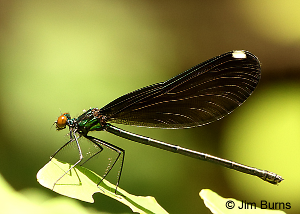 Ebony Jewelwing female, Buncombe Co., NC, May 2017