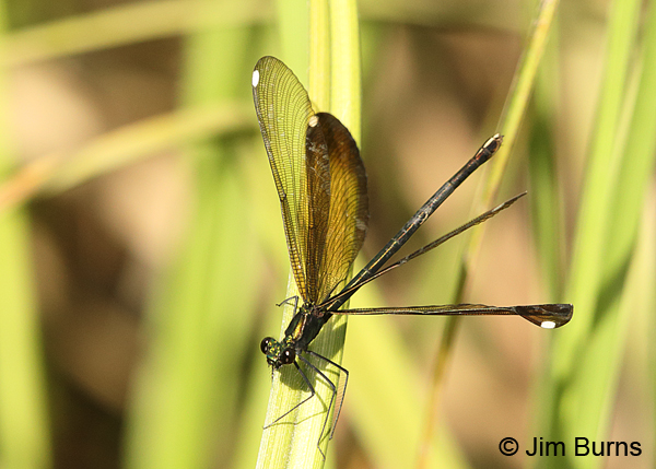 Ebony Jewelwing female, Huntingdon Co., PA, June 2015