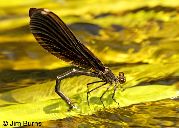 Ebony Jewelwing female ovipositing, Lake Co., MN, July 2012